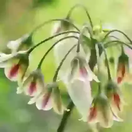 Siculum
